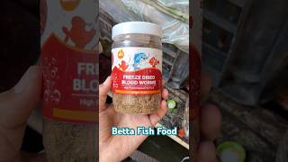 Betta Fish Food live feeding  Fish Lover05 bettafish aquarius shortsfeed [upl. by Deppy444]