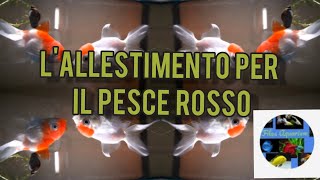 Come allestire lacquario per il pesce rosso [upl. by Scottie]