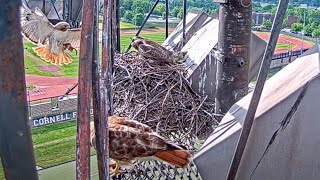 N2 Follows Big Red To Cornell Hawks Nest For A Meal Arthur Offers Second Breakfast – June 14 2024 [upl. by Aniv66]