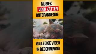 Muziek voor katten  ontspannende pianomuziek voor katten shorts [upl. by Sorenson279]