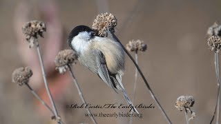 Poecile atricapillus BLACKCAPPED CHICKADEE feeding variously 9085948 [upl. by Suiratnauq542]