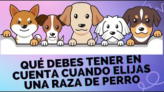 Qué debes tener en cuenta cuando elijas una raza de perro [upl. by Gilberto]