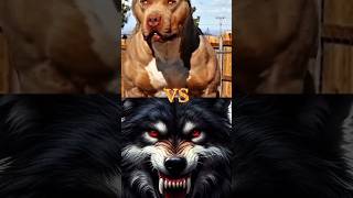 PITBULL 🆚 WOLF DOBERMAN TIBETAN MASTIFF CANE CORSO KOREAN MASTIFF ENGLISH MASTIFF HYNA shorts [upl. by Arihsa961]