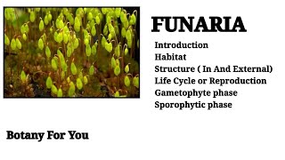 What is Funaria  Introduction habitat structure reproduction gametophyte and sporophytic phase [upl. by Key]