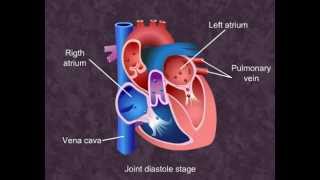 Cardiac Cycle  Body Fluids and Circulation Class XI Meritnationcom [upl. by Selie139]