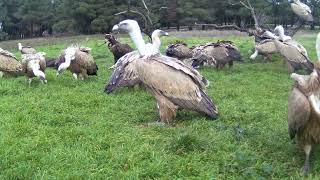 Hide Fotográfico Grandes Rapaces  Carroñeros [upl. by Leanahtan]