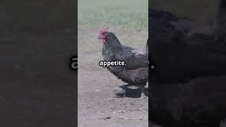 Coccidiosis in Chickens coccidiosis chickenadvice backyardchickens [upl. by Anol]