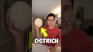 Eating an Ostrich Egg [upl. by Armillda323]