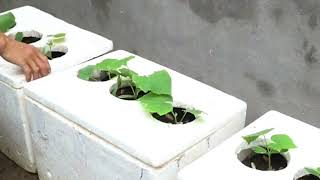 Use discarded Styrofoam containers to grow cucumbers indoors [upl. by Crispin]