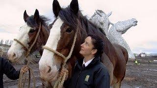 Rehomed Clydesdale Baron towers over Scotland [upl. by Edak]