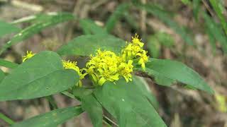 アキノキリンソウSolidago virgaurea 10231025森林公園 [upl. by Leksehc414]