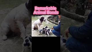 Selfless Mama Dog Feeds Her Puppies First  Animals Remarkable Bond shorts animals [upl. by Eidde]