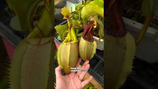 Soil Mix Fertilization amp Repotting of Nepenthes carnivorousplants nepenthescare [upl. by Nolahs39]