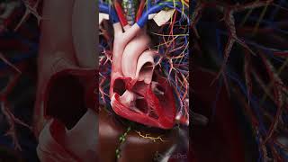 💓 The Beating Heart in Situ A Closer Look 💓 anatomy [upl. by Porcia]