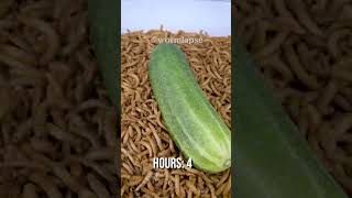 10 000 Mealworms vs CUCUMBER [upl. by Graubert330]