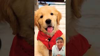 Patakhe bhi to patana hai funny comedy goldenretriever dog labrador ajjubhaiandamitbhailive [upl. by Ordnasil946]