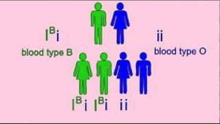 GENETICS 1 INHERITANCE OF BLOOD TYPE [upl. by Penland]