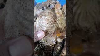 sand lobster fishery fish seafood food [upl. by Nilesoj]