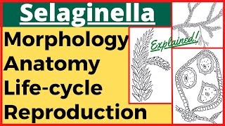 Selaginella Plant Pteridophyte Anatomy Morphology Reproduction Life Cycle with Diagram Plant Kingdom [upl. by Drummond]