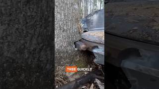 Fatest Tree Cutting Machine😳😲 youtubeshorts woodworking shortsfeed facts shorts viralshorts [upl. by Hollah792]