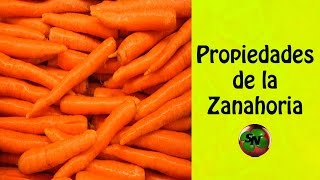 PROPIEDADES de la ZANAHORIA  Beneficios de la zanahoria [upl. by Nnylorac269]