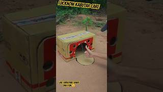 Batyr Trap video Quail trap video Batyr Pakdne Ka sahi tarika Fun highflyingpigeon shorts [upl. by Eneles]