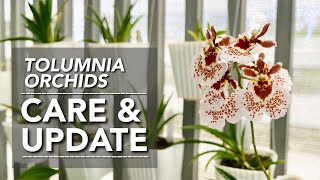 TOLUMNIA ORCHIDS UPDATE  Tolumnia Orchid Care  Tolumnia Collection [upl. by Eceerehs]