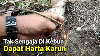 Manfaat Jamur Mikoriza Untuk Tanaman Cabe Pertanian [upl. by Eerual]