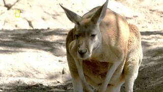 Red Kangaroo  Animal Encounters with Ben Britton  Nat Geo Wild [upl. by Nylrebma]