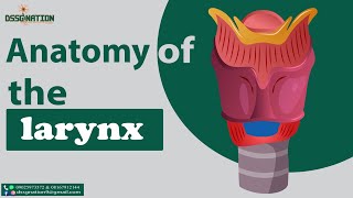 Anatomy and Physiology of Larynx [upl. by Tristan]