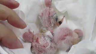 Baby Bourkes Parakeet Foot Color to Identify Splits Plus Visit All Our Pairs [upl. by Jankell364]