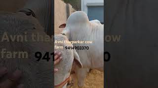 Tharparkar cow for sale calving in 79 days तीसरी ब्यांत में।tharparkarcow cow tharparkar farm [upl. by Haran]