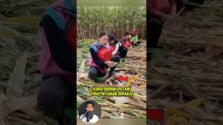 Bisa dicoba nih kursi duduk petani viral nyaman dipakai shorts tips farm berkebun [upl. by Gershon557]