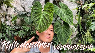 Philodendron verrucosum care and propagation with updates [upl. by Nyrual]