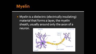 Myelin  First Aid USMLE [upl. by Hael493]