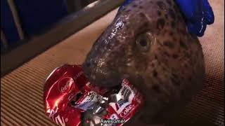 Wolffish head bites through coke can [upl. by Allehcim754]