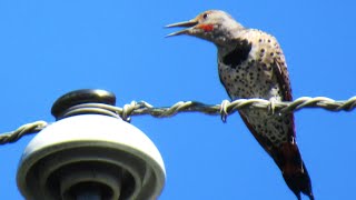 Northern Flicker Woodpecker LOUD Sounds Calling [upl. by Murtagh]