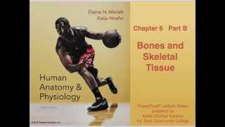 Anatomy and Physiology Chapter 6 Part B Bones and Skeletal Tissue Lecture [upl. by Eimas]