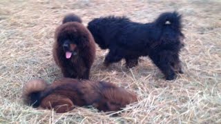 Tibetan mastiff dogs playing in the field 919417730301 hkktm  tibetanmastiff [upl. by Kcirredal]