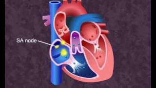 How your heart works  Cardiac Cycle [upl. by Anyehs]