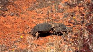 Desert Tortoises in the Red Cliffs Desert Reserve Utah [upl. by Jana422]