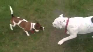 Jack Russell defends owner kills Pit Bull [upl. by Bailie408]