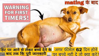 Female dogs Heat pr aane se lekr Bachhe dene tak ki puri Jankari 🐶👍 [upl. by Christan671]