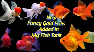 Fancy Gold Fishs🐠🐟 Added In My Fish Tank vppetsandvlog9116Petkadaipondicherry [upl. by Guthry]