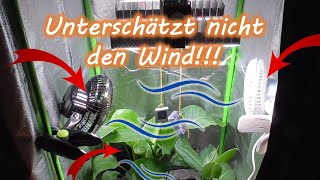 Wie lange den Ventilator in der Growbox rennen lassen Ab wann Position Immer an Dauerbetrieb [upl. by Chelsae558]