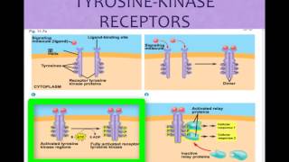 AP Biology Cell Communication cvitale [upl. by Aramit657]