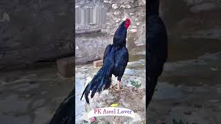 aseel muga  aseel rooster  asil murgh  asil roaster  Asil reza  hamim 223 aseel asil rooster [upl. by Anabahs]