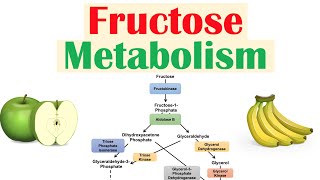 Fructose Metabolism Absorption Fructolysis Regulation and Role in Obesity [upl. by Dewain]