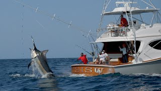 MONSTER Black Marlin Fishing in Panama [upl. by Arni798]