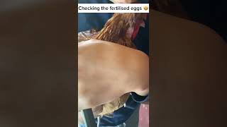 This is how to check the fertilised eggs🤩 chicken [upl. by Anilram]